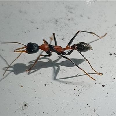 Myrmecia nigrocincta (Jumper ant, jumping jack) at Pipeclay, NSW - 10 Oct 2024 by MVM