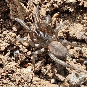 Paraembolides sp. (genus) at Marulan, NSW - 9 Nov 2024 09:49 AM