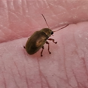 Edusella sp. (genus) at Marulan, NSW - 9 Nov 2024 09:49 AM