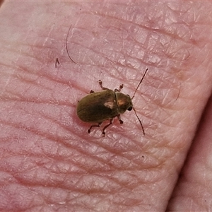 Edusella sp. (genus) at Marulan, NSW - 9 Nov 2024 09:49 AM