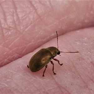 Edusella sp. (genus) at Marulan, NSW - 9 Nov 2024 09:49 AM