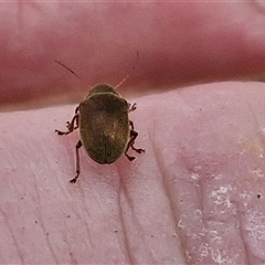 Edusella sp. (genus) at Marulan, NSW - 9 Nov 2024 09:49 AM