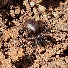 Hadronyche sp. (genus) at Marulan, NSW - 9 Nov 2024