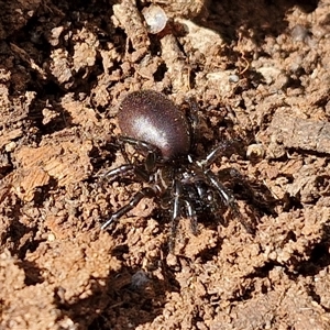 Hadronyche sp. (genus) at Marulan, NSW - 9 Nov 2024