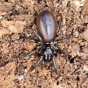 Hadronyche sp. (genus) at Marulan, NSW - 9 Nov 2024