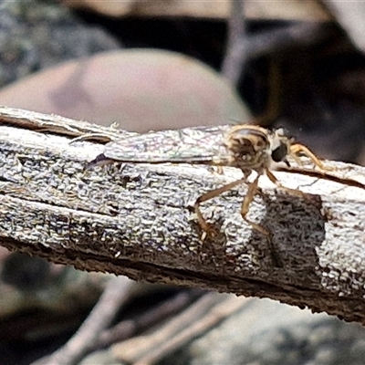 Cerdistus sp. (genus) (Slender Robber Fly) at Marulan, NSW - 8 Nov 2024 by trevorpreston