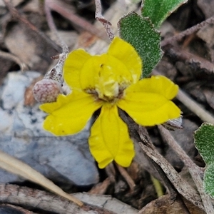 Goodenia hederacea subsp. hederacea at Marulan, NSW - 9 Nov 2024