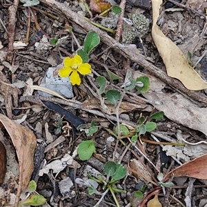 Goodenia hederacea subsp. hederacea at Marulan, NSW - 9 Nov 2024