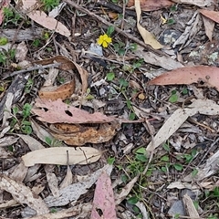 Goodenia hederacea subsp. hederacea at Marulan, NSW - 9 Nov 2024