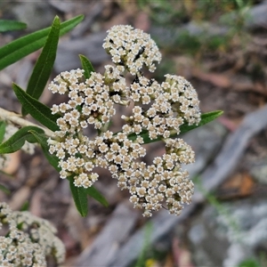 Ozothamnus argophyllus at Marulan, NSW - 9 Nov 2024