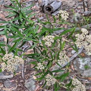 Ozothamnus argophyllus at Marulan, NSW - 9 Nov 2024