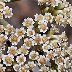 Ozothamnus argophyllus at Marulan, NSW - 9 Nov 2024