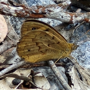 Heteronympha merope at Marulan, NSW - 9 Nov 2024 09:34 AM