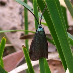 Pollanisus (genus) (A Forester Moth) at Marulan, NSW - 8 Nov 2024 by trevorpreston