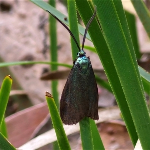 Pollanisus (genus) at Marulan, NSW - 9 Nov 2024