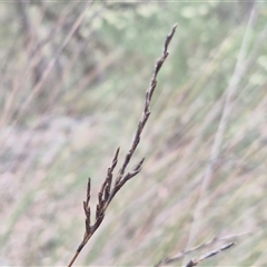 Lepidosperma urophorum (Tailed Rapier-sedge) at Marulan, NSW - 9 Nov 2024 by trevorpreston