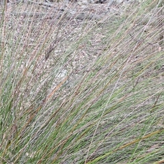 Lepidosperma urophorum at Marulan, NSW - 9 Nov 2024