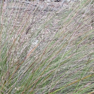 Lepidosperma urophorum at Marulan, NSW - 9 Nov 2024