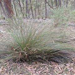 Lepidosperma urophorum at Marulan, NSW - 9 Nov 2024