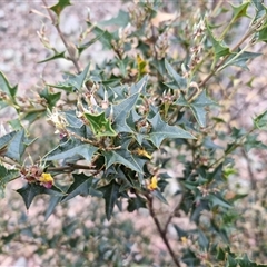 Podolobium ilicifolium (prickly shaggy-pea) at Marulan, NSW - 8 Nov 2024 by trevorpreston