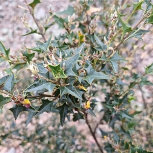 Podolobium ilicifolium at Marulan, NSW - 9 Nov 2024 09:31 AM