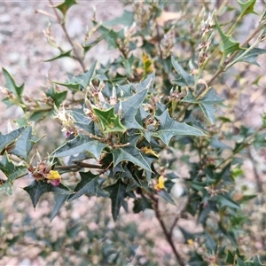 Podolobium ilicifolium at Marulan, NSW - 9 Nov 2024 09:31 AM