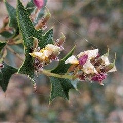 Podolobium ilicifolium at Marulan, NSW - 9 Nov 2024 09:31 AM