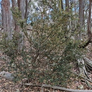 Podolobium ilicifolium at Marulan, NSW - 9 Nov 2024 09:31 AM