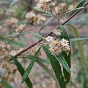 Olearia viscidula at Marulan, NSW - 9 Nov 2024