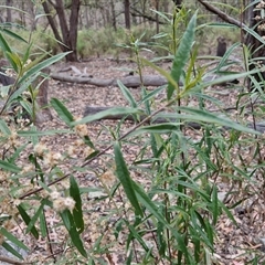 Olearia viscidula at Marulan, NSW - 9 Nov 2024