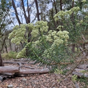 Cassinia aculeata subsp. aculeata at Marulan, NSW - 9 Nov 2024 09:22 AM