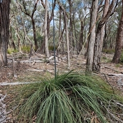 Xanthorrhoea australis (Austral Grass Tree, Kangaroo Tails) at Marulan, NSW - 8 Nov 2024 by trevorpreston