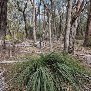 Xanthorrhoea concava at Marulan, NSW - suppressed