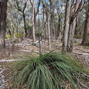 Xanthorrhoea australis at Marulan, NSW - 9 Nov 2024