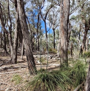 Xanthorrhoea australis at Marulan, NSW - 9 Nov 2024