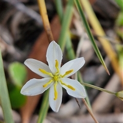 Thelionema caespitosum (Tufted Blue Lily) at Marulan, NSW - 8 Nov 2024 by trevorpreston