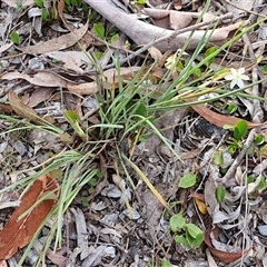 Thelionema caespitosum at Marulan, NSW - 9 Nov 2024