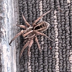 Tasmanicosa sp. (genus) (Unidentified Tasmanicosa wolf spider) at Blaxlands Creek, NSW - 8 Nov 2024 by VickiC