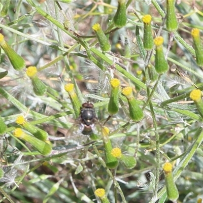 Calyptrate (subsection) (Unidentified house-flies, blow-flies and their allies) at Lyons, ACT - 9 Nov 2024 by ran452