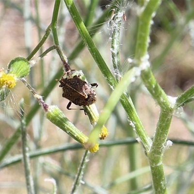 Oncocoris geniculatus (A shield bug) at Lyons, ACT - 9 Nov 2024 by ran452