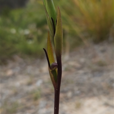 Orthoceras strictum (Horned Orchid) at Yellow Pinch, NSW - 29 Dec 2024 by BethanyDunne