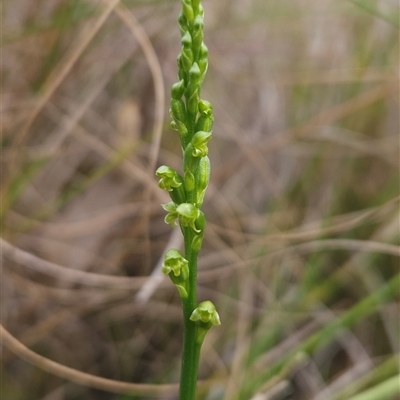 Microtis parviflora (Slender Onion Orchid) at Yellow Pinch, NSW - 8 Nov 2024 by BethanyDunne