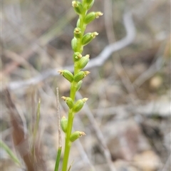 Microtis sp. (Onion Orchid) at Yellow Pinch, NSW - 9 Nov 2024 by BethanyDunne