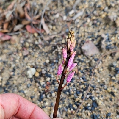 Dipodium sp. (A Hyacinth Orchid) at Yellow Pinch, NSW - 8 Nov 2024 by BethanyDunne