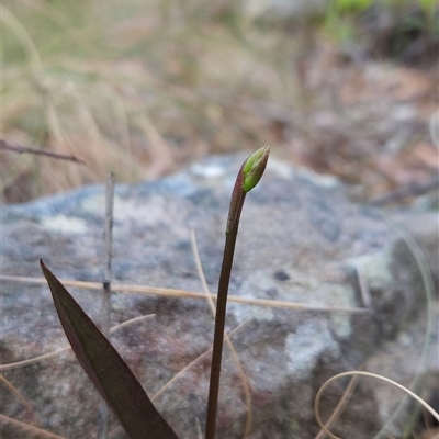 Cryptostylis sp. at Yellow Pinch, NSW - 9 Nov 2024 by BethanyDunne