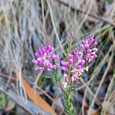 Comesperma ericinum (Heath Milkwort) at Yellow Pinch, NSW - 9 Nov 2024 by BethanyDunne