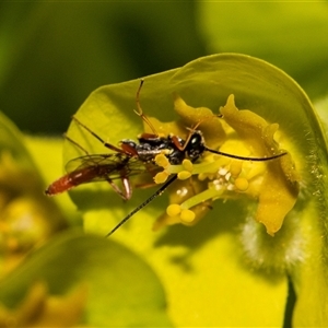 Ichneumonoidea (Superfamily) at Higgins, ACT - 13 Sep 2024