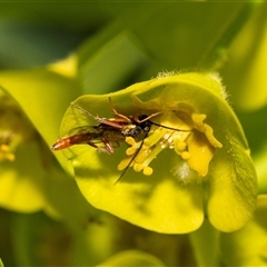 Ichneumonoidea (Superfamily) at Higgins, ACT - 13 Sep 2024