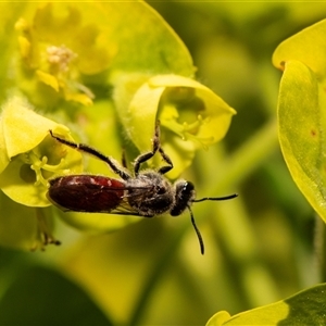 Lasioglossum (Parasphecodes) sp. (genus & subgenus) at Higgins, ACT - 13 Sep 2024