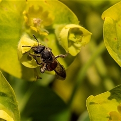 Unverified Wasp (Hymenoptera, Apocrita) at Higgins, ACT - 13 Sep 2024 by AlisonMilton